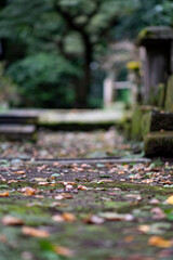鎌倉2410　妙本寺34　落ち葉