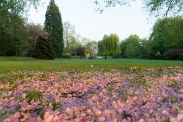 May in a Park in the UK 