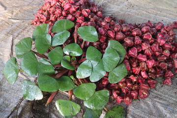 Water Chestnut tree with fruit on farm