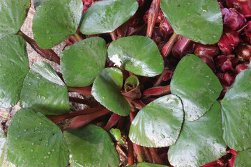Water Chestnut tree with fruit on farm