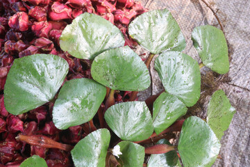 Water Chestnut tree with fruit on farm