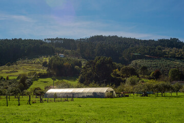 Invernadero de pl&aacute;stico lejano  en ladera de monte de Asturias