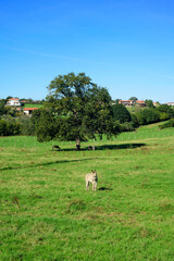 Obraz premium Grupo de burros en pradera verde de Asturias