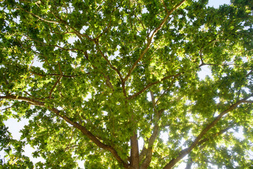 Fototapeta premium Hojas verdes en ramas de roble