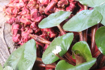 Water Chestnut tree with fruit on farm
