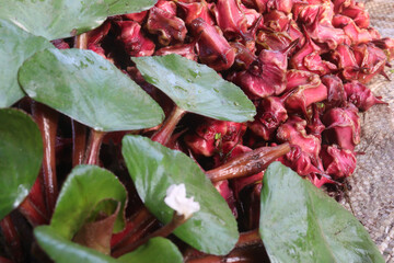 Water Chestnut tree with fruit on farm