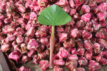 Water Chestnut tree with fruit on farm