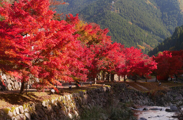 兵庫県宍粟市の紅葉