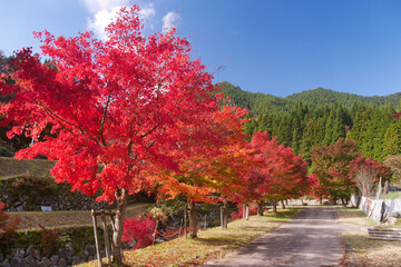 兵庫県宍粟市の紅葉
