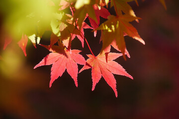 紅葉の葉っぱのアップ