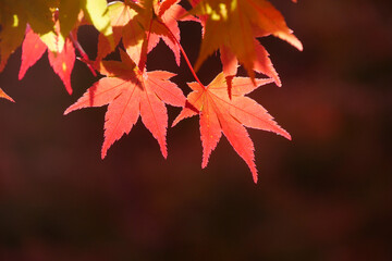 モミジの葉のアップ