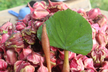 Water Chestnut tree with fruit on farm