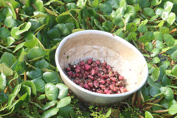 Water Chestnut tree with fruit on farm