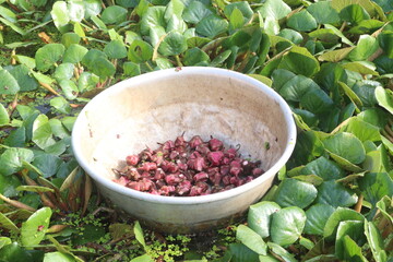 Water Chestnut tree with fruit on farm