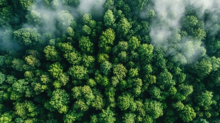 Lush Green Forest with Misty Atmosphere