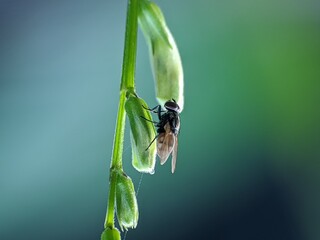 house fly on plant stem with blur background