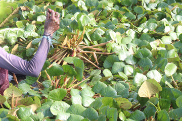 Water Chestnut tree with fruit and farmer on farm