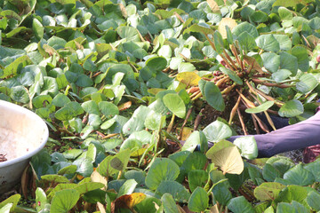 Water Chestnut tree with fruit and farmer on farm