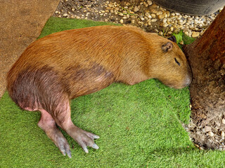 Capybara sleeping on the ground 