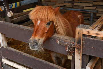 A brown pony head on a fence (Equus ferus caballus) side view .