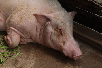 pig sleeping in a farm, closeup