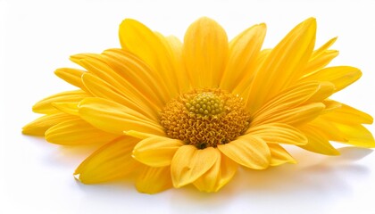 Obraz premium Daisy yellow on white background isolated. Beautiful flower.