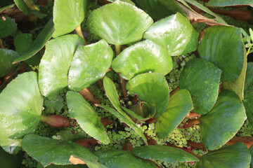 Water Chestnut tree plant on farm for harvest