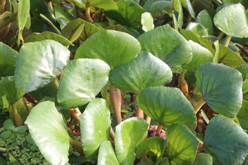 Water Chestnut tree plant on farm for harvest