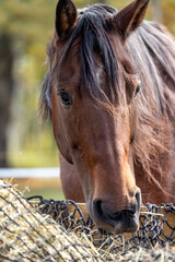 Obraz premium Vertical portrait of a brown horse feeding on hay in a paddock