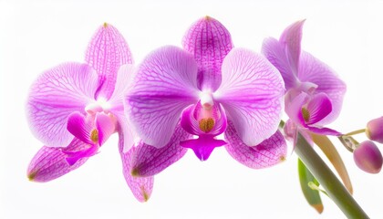 Fototapeta premium Orchid on white background isolated. Beautiful flower.