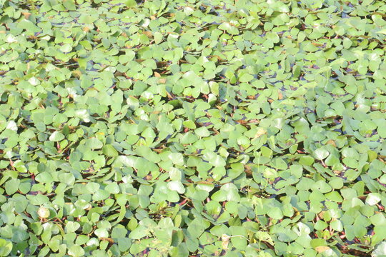 Water Chestnut tree plant on farm for harvest