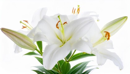Fototapeta premium Lily white on white background isolated. Beautiful flower.