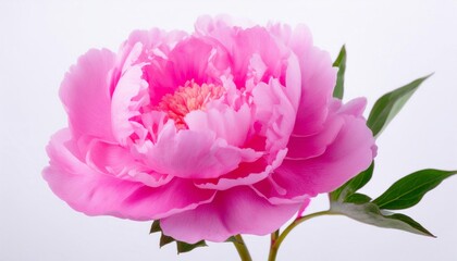 Obraz premium Peony pink on white background isolated. Beautiful flower.