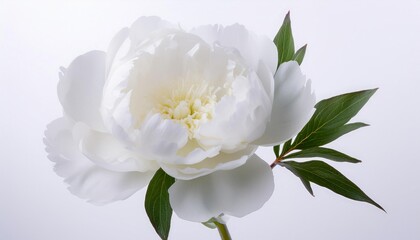 Fototapeta premium Peony white on white background isolated. Beautiful flower.