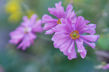 八重のシュウメイギク