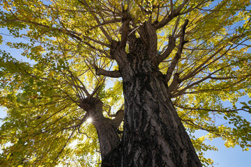 銀杏から射し込む太陽の光
