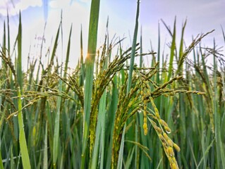 Fototapeta premium Agriculture 
