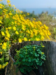 pequeños tréboles dentro de la corteza de un árbol cortado con flores amarillas de fondo
