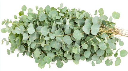 Fresh Green Eucalyptus Leaves on White Background