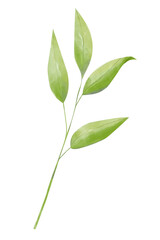 Fototapeta premium Illustration Green Twig Of Tangerine Tree With Leaves. Watercolor Digital Element For Juice, Tea, Cosmetics Packaging Design, Web And Printing, Botany For Books