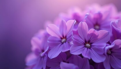 Fototapeta premium A bouquet of soft pastel purple flowers