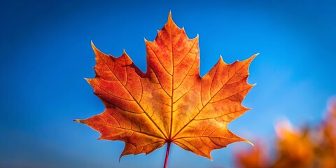 Obraz premium A vibrant autumnal leaf, backlit by the sun, displays its intricate veins against a canvas of clear blue sky.