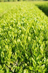 富士宮市　新緑の茶畑
