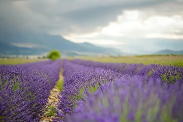 Fototapeta premium Serene Lavender Field Under Dramatic Clouds