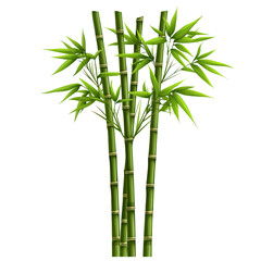 Obraz premium Bamboo plant with green leaves, isolated on white background. isolated on transparent background.