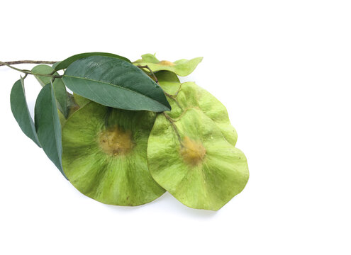 Isolated Pterocarpus macrocarpus or burma paduak seeds on white background with clpping paths.