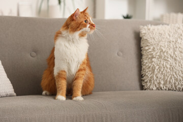 Cute cat sitting on grey sofa at home