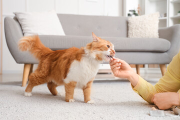 Cute cat eating snack from owner at home
