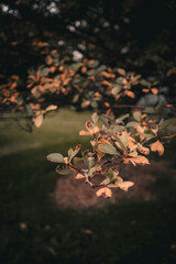 autumn leaves 