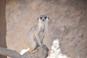Close up Slender Tailed Meerkat. The meerkat (Suricata suricatta) or suricate is a small mongoose found in southern Africa. Known for their upright posture, curious expressions, cooperative behavior.